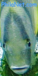 Philanet.com Baltimore's 
National Aquarium