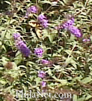 Butterfly & Flowers at Fort Washington State Park