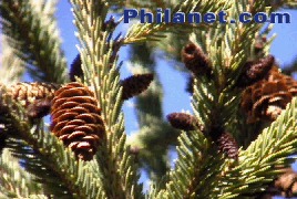 Seeds On An Evergreen