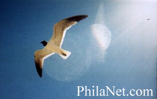 A Seagull at the Jersey Shore